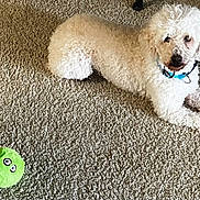 Marley joined the competition — help win amazing prizes! dog, white_dog, curly_fur, carpet, indoor, plush_toy, green_toy, pet, animal, relaxed, laying_down, collar, cute, furry, floor, home, toy, playful, looking, curious