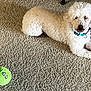 dog, white_dog, curly_fur, carpet, indoor, plush_toy, green_toy, pet, animal, relaxed, laying_down, collar, cute, furry, floor, home, toy, playful, looking, curious