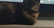 Evee joined the competition — help win amazing prizes! animal, background, cat, character, companion, dark, feline, gaming, home, indoor, lounge, monitor, pet, quiet, relaxation, resting, screen, shadow, technology, video_game