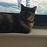 Evee joined the competition — help win amazing prizes! cat, animal, pet, indoor, dark, shadow, gaming, screen, video_game, character, lounge, resting, feline, quiet, background, monitor, technology, companion, home, relaxation