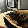 Evee joined the competition — help win amazing prizes! cat, tortoiseshell_cat, pet_bed, sleeping, indoor, bed, blanket, window, air_conditioner, gray_wall, soft_light, cozy, resting, feline, animal, fur, relaxing, home, quiet, comfort