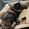 cat, tortoiseshell_cat, pet_bed, sleeping, feline, indoor, cozy, fur, paw, tail, resting, closeup, window, air_conditioner, home, comfort, animal, mammal, relaxation, soft