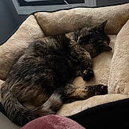 Evee joined the competition — help win amazing prizes! cat, sleeping, pet_bed, tortoiseshell, fur, cozy, indoor, resting, animal, feline, soft_texture, curled_up, paw, tail, window, air_conditioner, blanket, comfort, relaxation, home