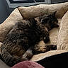 cat, sleeping, pet_bed, tortoiseshell, fur, cozy, indoor, resting, animal, feline, soft_texture, curled_up, paw, tail, window, air_conditioner, blanket, comfort, relaxation, home