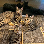 Semo is registered to the contest to win money with this photo: cardboard, cat, closeup, curious, feline, green_eyes, group, indoor, laying, paws, pet, portrait, relaxed, scratching_pad, striped_fur, tabby_cat, three_animals, whiskers, window_reflection, wooden_floor