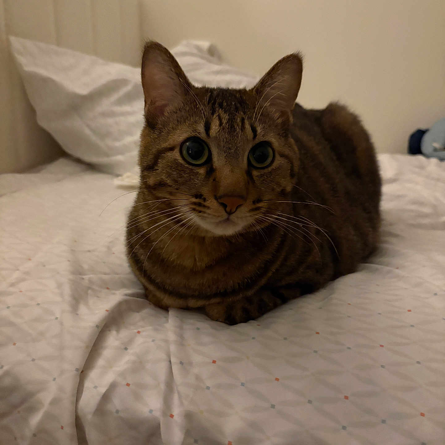 Semo is registered to the contest to win money with this photo: bed, bedding, cat, closeup, curious, cute, domestic_cat, fur, indoor, loaf_position, mammal, pet, pillow, portrait, resting, room, stripes, tabby, whiskers, wide_eyes