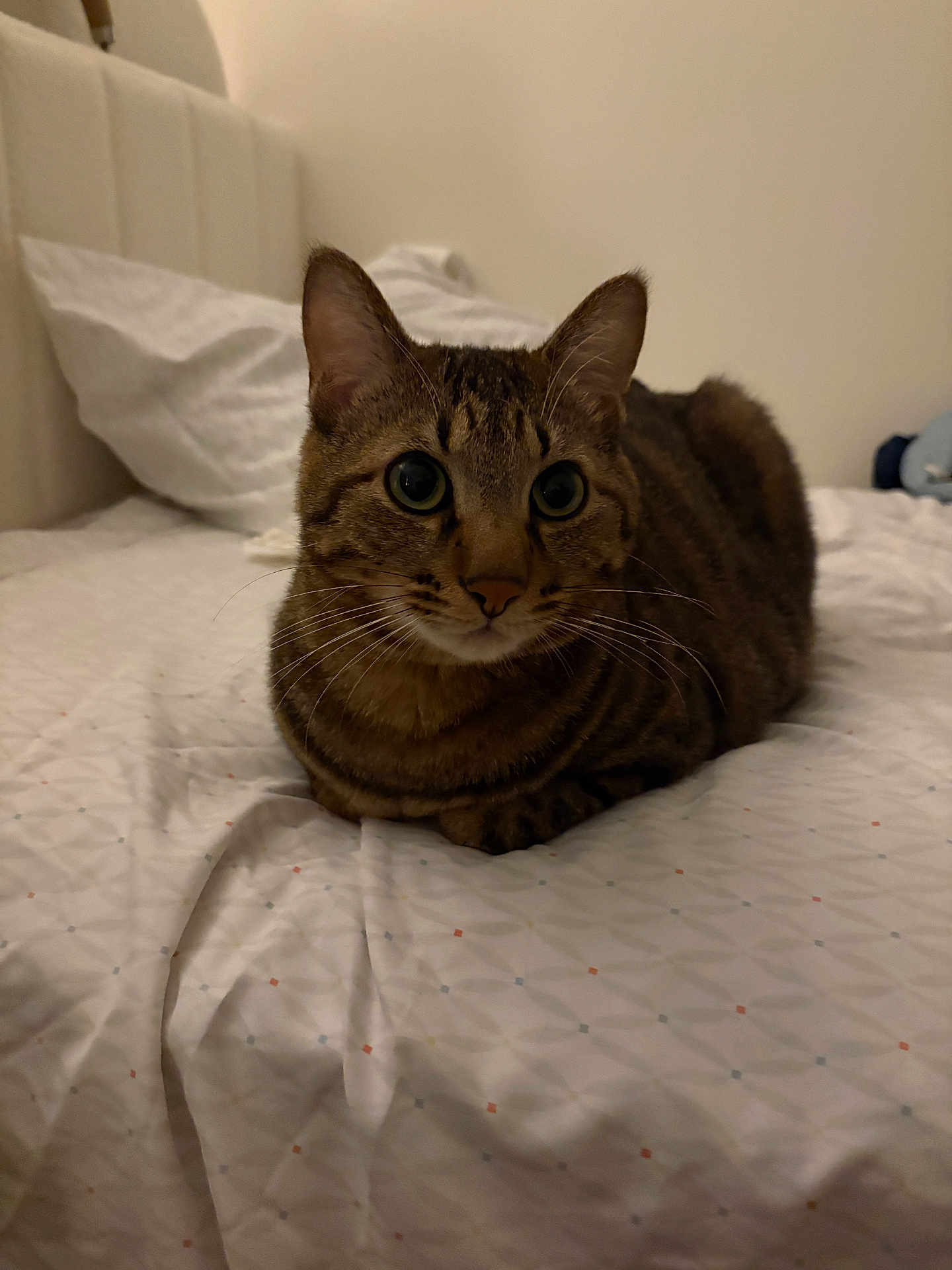Semo is registered to the contest to win money with this photo: bed, bedding, cat, closeup, curious, cute, domestic_cat, fur, indoor, loaf_position, mammal, pet, pillow, portrait, resting, room, stripes, tabby, whiskers, wide_eyes