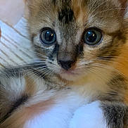 Princess is registered to the contest to win money with this photo: adorable, blanket, blue_eyes, cat, close_up, ears, eyes, face, fluffy, fur, hardwood_floor, indoor, kitten, muzzle, nose, paws, pet, portrait, tabby, whiskers