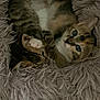 Princess is registered to the contest to win money with this photo: bed, calico, cat, close_up, cozy, curled_up, cute, eyes, fluffy_bed, furry, indoor, kitten, paws, pet, resting, sleepy, tabby, two_kittens, whiskers, wood_floor