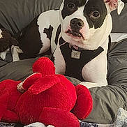 Trixie is registered to the contest to win money with this photo: animal, black_and_white, blanket, canine, collar, comfort, cozy, curious, cushion, dog, fur, indoor, pet, plush_toy, portrait, red, relaxed, resting, soft, toy
