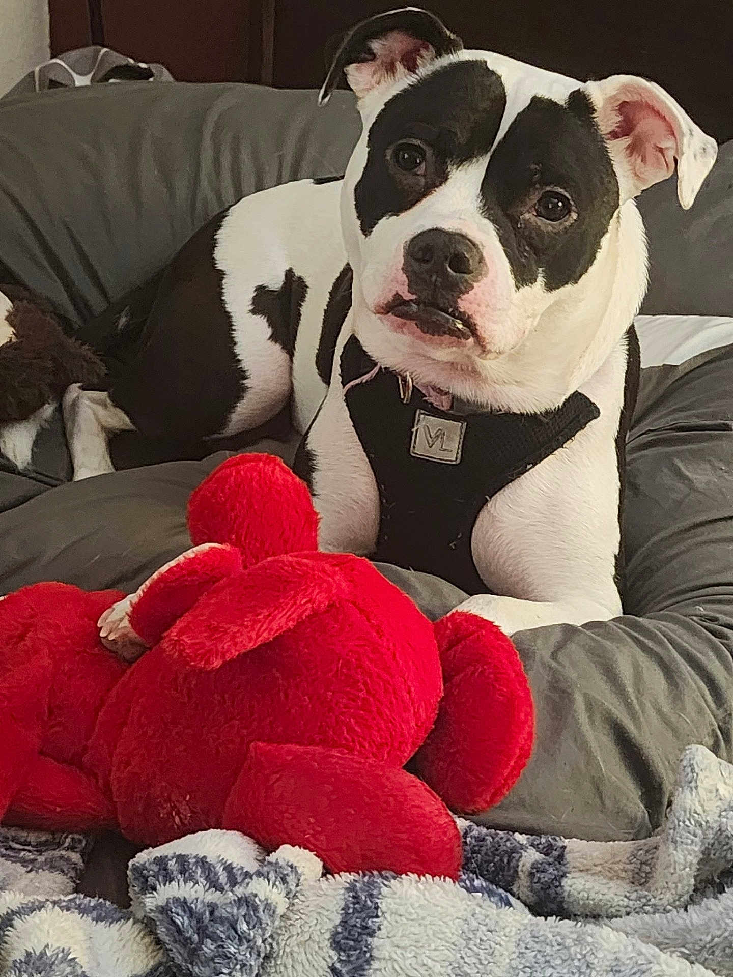 Trixie