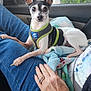 alert, animal, black_and_white, blanket, car_interior, comfort, cute, dog, greenery_outside, hand, harness, jeans, lap, person, pet, rings, seat, sitting, small_dog, window