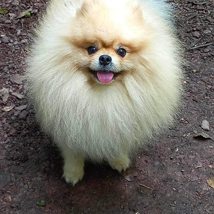 Sweety a rejoint le concours — aidez-le/la à gagner de superbes lots ! accessories, animal, bodypart, canine, dog, eskimodog, face, grass, head, mouth, outdoors, person, pet, photography, plant, portrait, puppy, rock, soil, vegetation