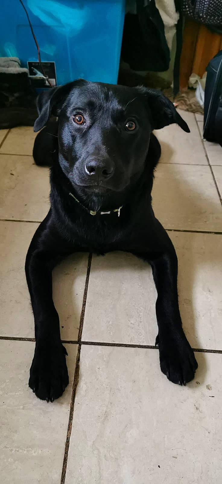 Buddie joined the competition — help win amazing prizes! beagador, borador, canidae, carnivore, companion_dog, dog, dog_breed, eurohound, flat_coated_retriever, formosan_mountain_dog, hunting_dog, labrador_retriever, mammal, patterdale_terrier, rare_breed_dog, retriever, snout, sporting_group, tail