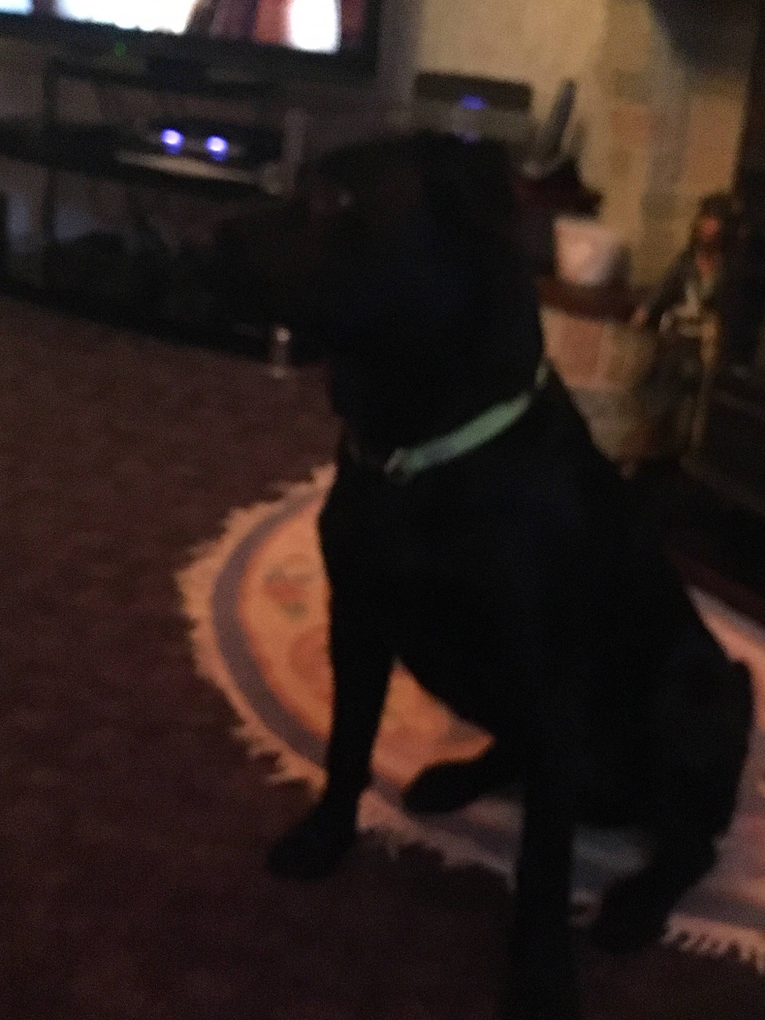 Buddie joined the competition — help win amazing prizes! american_pit_bull_terrier, cane_corso, canidae, carnivore, dog, dog_breed, ear, guard_dog, night, non_sporting_group, patterdale_terrier, pit_bull, puppy, snout, sporting_group, staffordshire_bull_terrier, tail