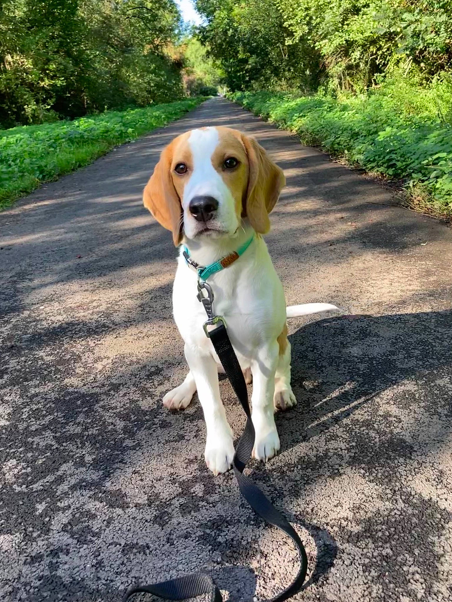Dino participe au concours pour gagner de l'argent avec cette photo : adventure, asphalt, beaglier, canidae, carnivore, collar, companion_dog, dog, dog_breed, dog_collar, fawn, grass, hound, plant, road_surface, scent_hound, snout, sporting_group, tail, tree