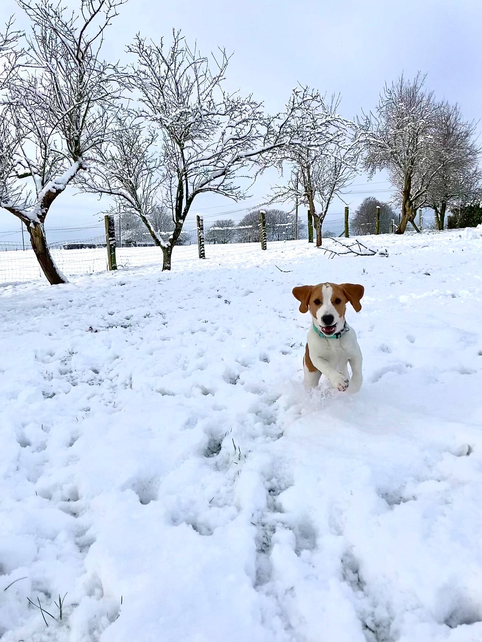 Dino participe au concours pour gagner de l'argent avec cette photo : canidae, carnivore, collar, companion_dog, dog, dog_breed, fawn, freezing, landscape, playing_in_the_snow, precipitation, recreation, sky, slope, snow, sporting_group, tail, tree, twig, winter