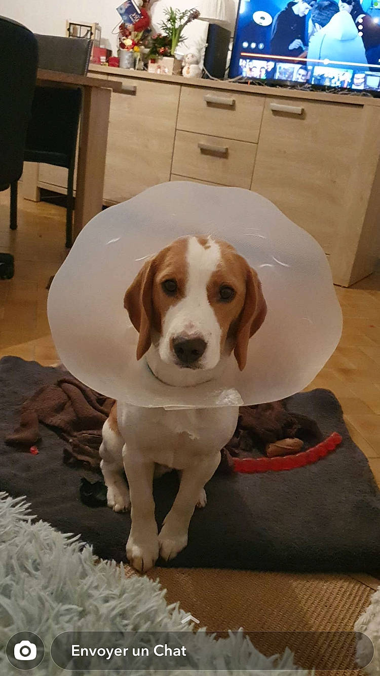 Dino participe au concours pour gagner de l'argent avec cette photo : cabinetry, cable_television, canidae, carnivore, chair, chest_of_drawers, collar, companion_dog, dog, dog_breed, dog_supply, drawer, fawn, flooring, hardwood, hound, snout, sporting_group, television, wood