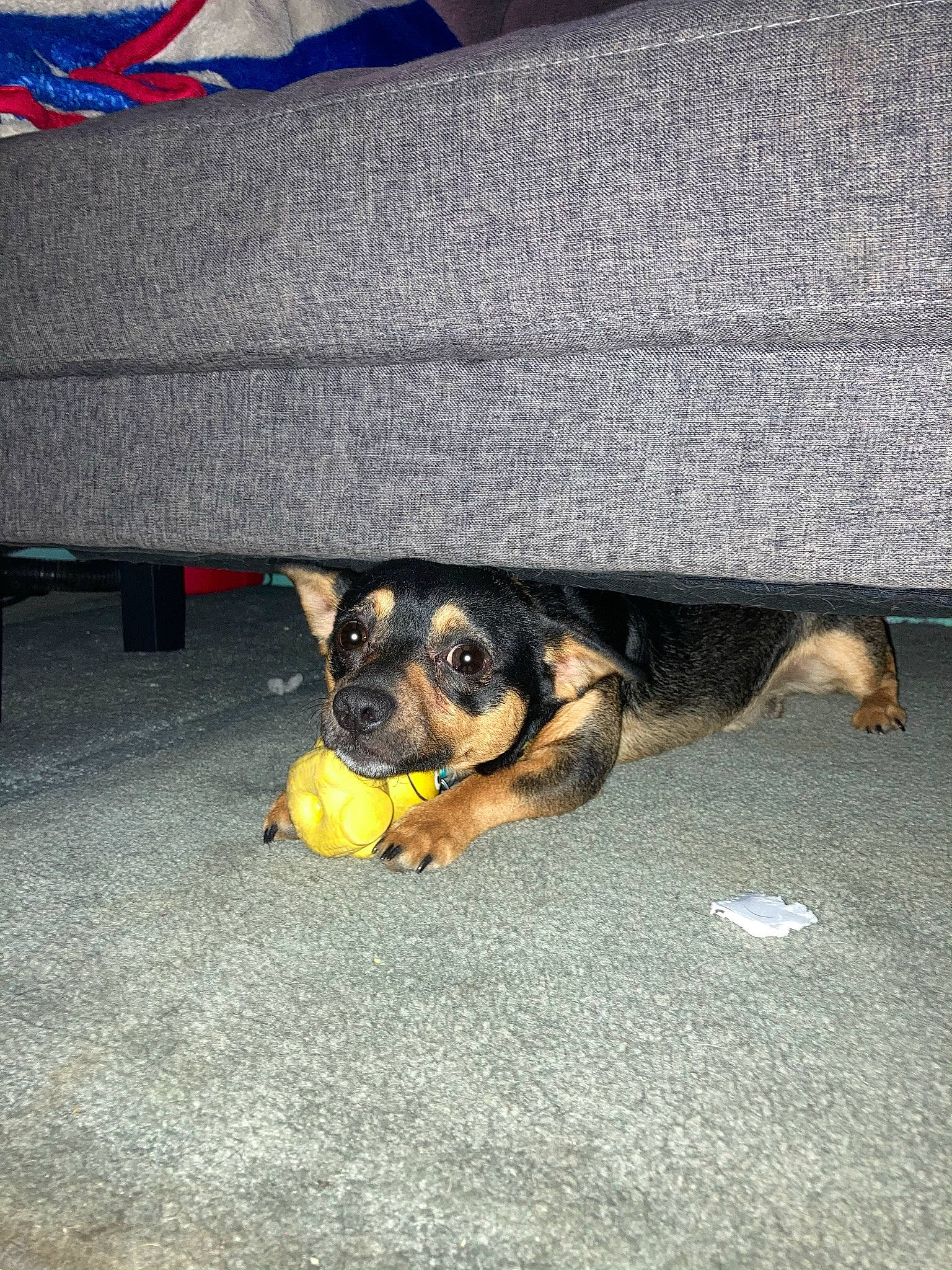 Leo joined the competition — help win amazing prizes! asphalt, canidae, carnivore, companion_dog, dog, dog_breed, flag, flooring, grey, paw, road_surface, snout, sporting_group, working_dog