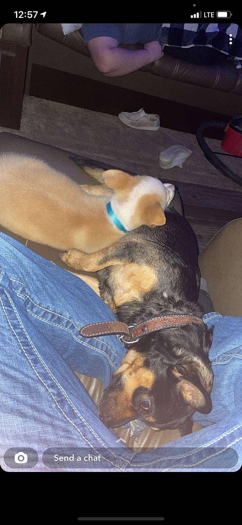 Leo joined the competition — help win amazing prizes! canidae, carnivore, comfort, companion_dog, denim, dog, dog_breed, fawn, fur, guard_dog, nap, non_sporting_group, scent_hound, sleep, snout, sporting_group, working_animal, working_dog