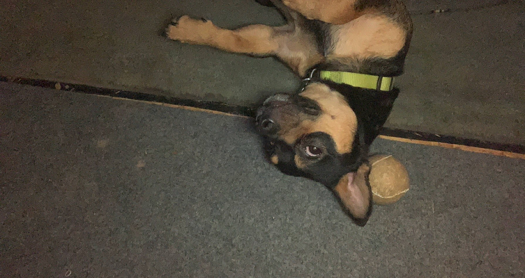 Leo joined the competition — help win amazing prizes! asphalt, canidae, carnivore, companion_dog, dog, dog_breed, dog_collar, dog_supply, fawn, flooring, fur, leash, paw, pet_supply, road_surface, snout, sporting_group, tail, toy_dog, working_animal