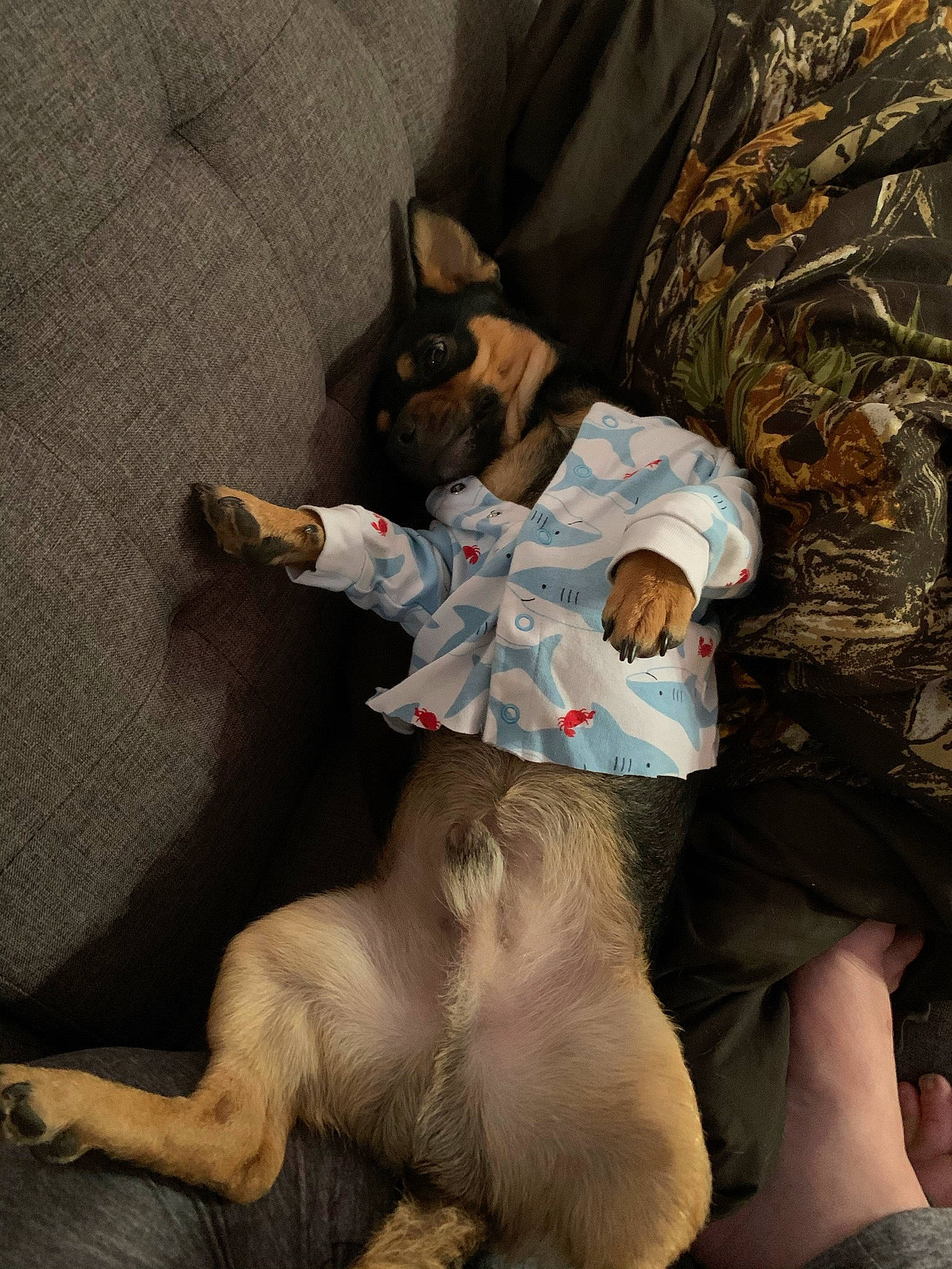 Leo is registered to the contest to win money with this photo: canidae, carnivore, comfort, companion_dog, dog_breed, fawn, felidae, foot, fur, hat, human_leg, linens, plush, room, sporting_group, stuffed_toy, tail, teddy_bear, thigh, toy