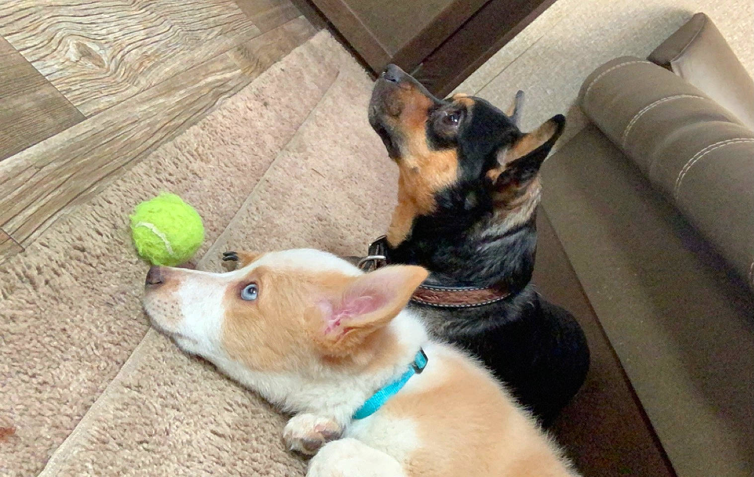 Tex is registered to the contest to win money with this photo: canidae, carnivore, collar, comfort, companion_dog, dog, dog_breed, east_european_shepherd, fawn, flooring, fur, german_shepherd_dog, herding_dog, mammal, paw, snout, sporting_group, tail, vertebrate, working_animal