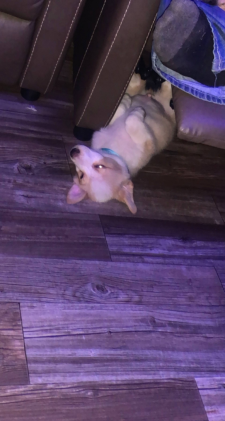 Tex joined the competition — help win amazing prizes! canidae, carnivore, companion_dog, dog, dog_breed, fawn, felidae, floor, flooring, hardwood, plank, purple, small_to_medium_sized_cats, snout, sporting_group, tail, toy_dog, whiskers, wood, wood_stain