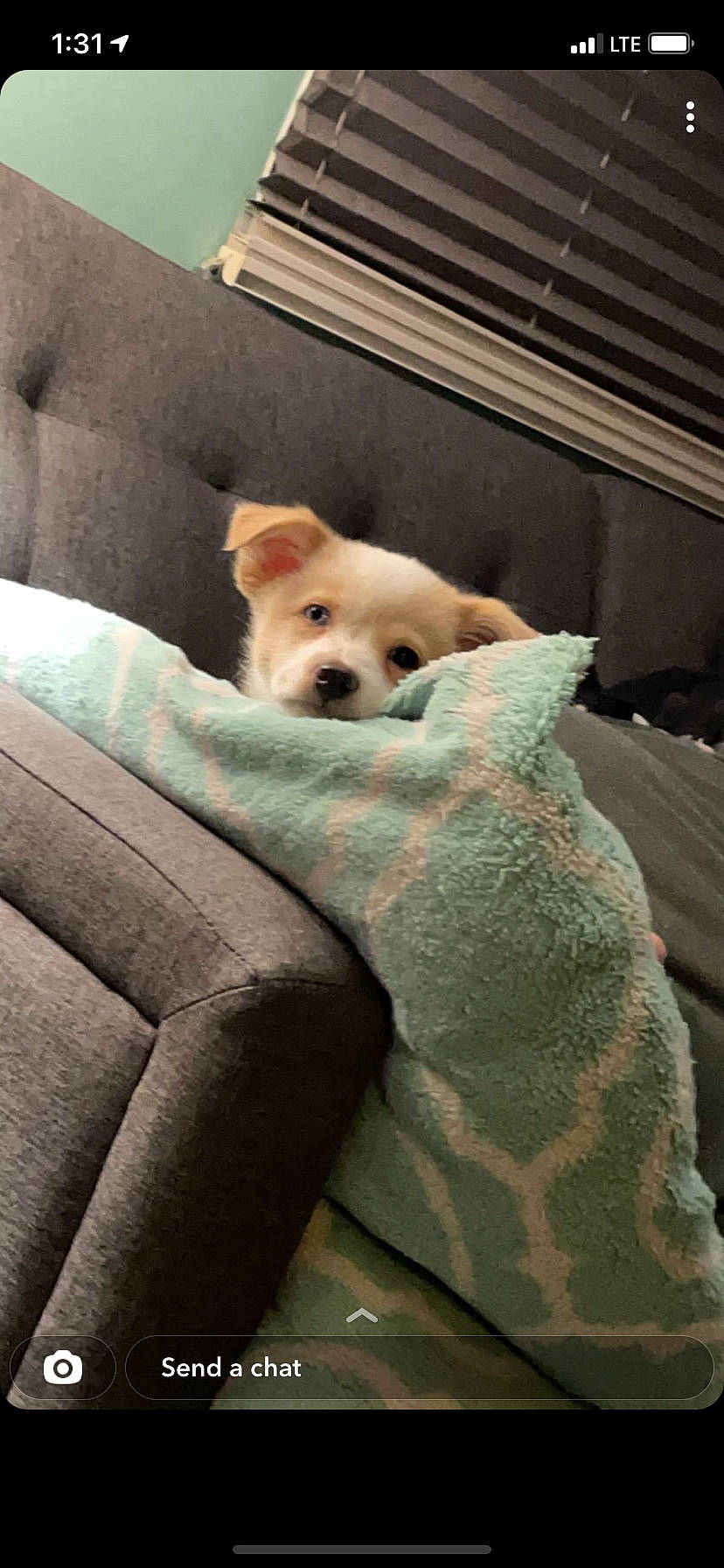 Tex is registered to the contest to win money with this photo: canidae, car_seat, carnivore, comfort, companion_dog, couch, dog, dog_breed, dog_supply, fawn, fur, snout, spitz, sporting_group, tail, terrestrial_animal, toy, toy_dog, whiskers, working_animal