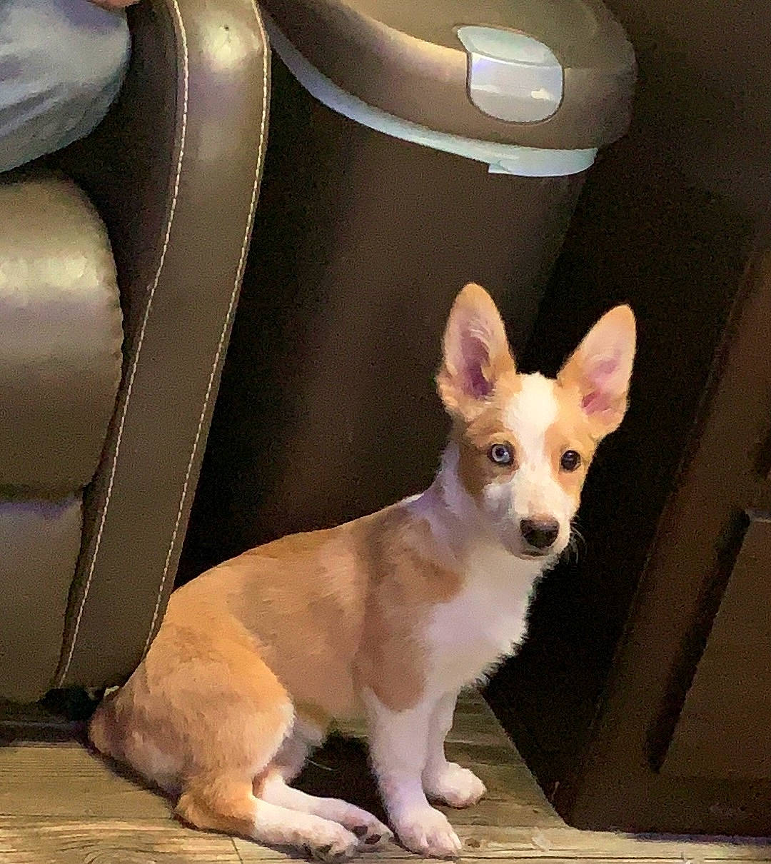 Tex is registered to the contest to win money with this photo: automotive_design, canidae, car_seat, carnivore, collar, comfort, companion_dog, dog, dog_breed, dog_supply, ear, fawn, fur, paw, snout, sporting_group, tail, toy_dog, whiskers, working_animal