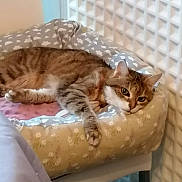 Nutsy participe au concours pour gagner de l'argent avec cette photo : bed, cardboard, carnivore, cat, cat_supply, claw, comfort, domestic_short_haired_cat, fawn, felidae, fur, mammal, nap, paw, pet_supply, small_to_medium_sized_cats, tail, whiskers, wood