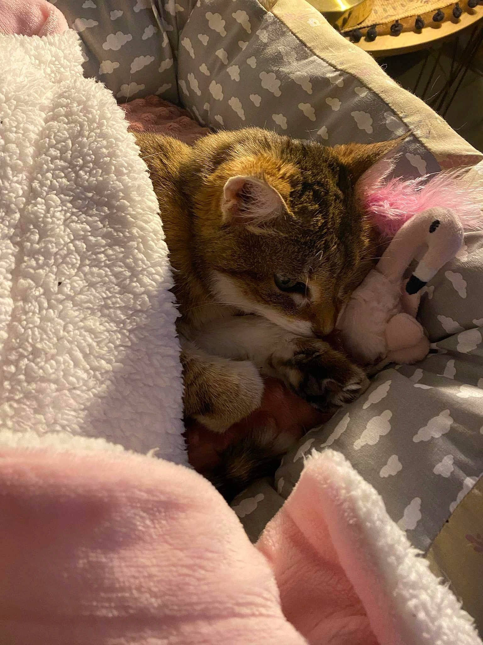 Nutsy participe au concours pour gagner de l'argent avec cette photo : bed_sheet, bedding, blanket, carnivore, cat, claw, comfort, couch, domestic_short_haired_cat, fawn, felidae, fur, linens, nap, paw, room, small_to_medium_sized_cats, tail, textile, whiskers