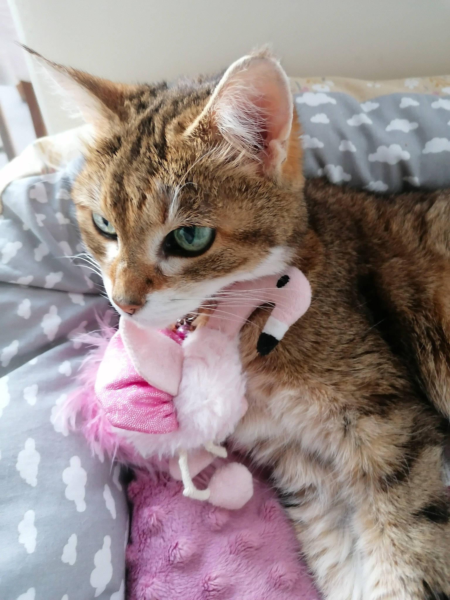 Nutsy participe au concours pour gagner de l'argent avec cette photo : carnivore, cat, claw, collar, comfort, domestic_short_haired_cat, fashion_accessory, fawn, felidae, fur, gesture, pattern, paw, sitting, small_to_medium_sized_cats, snout, tail, whiskers, wildlife