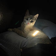 Miffy is registered to the contest to win money with this photo: animal, cat, cozy, curious, cute, dark_background, domestic_cat, ears, feline, fur, indoor, light_patch, pet, portrait, relaxed, resting, shadow, soft_light, striped_pillow, whiskers