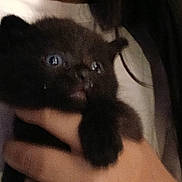 José joined the competition — help win amazing prizes! kitten, black_cat, hand, person, night, outdoor, chair, table, grass, fur, pet, animal, cute, holding, eyes, face, young, small, dark, blur