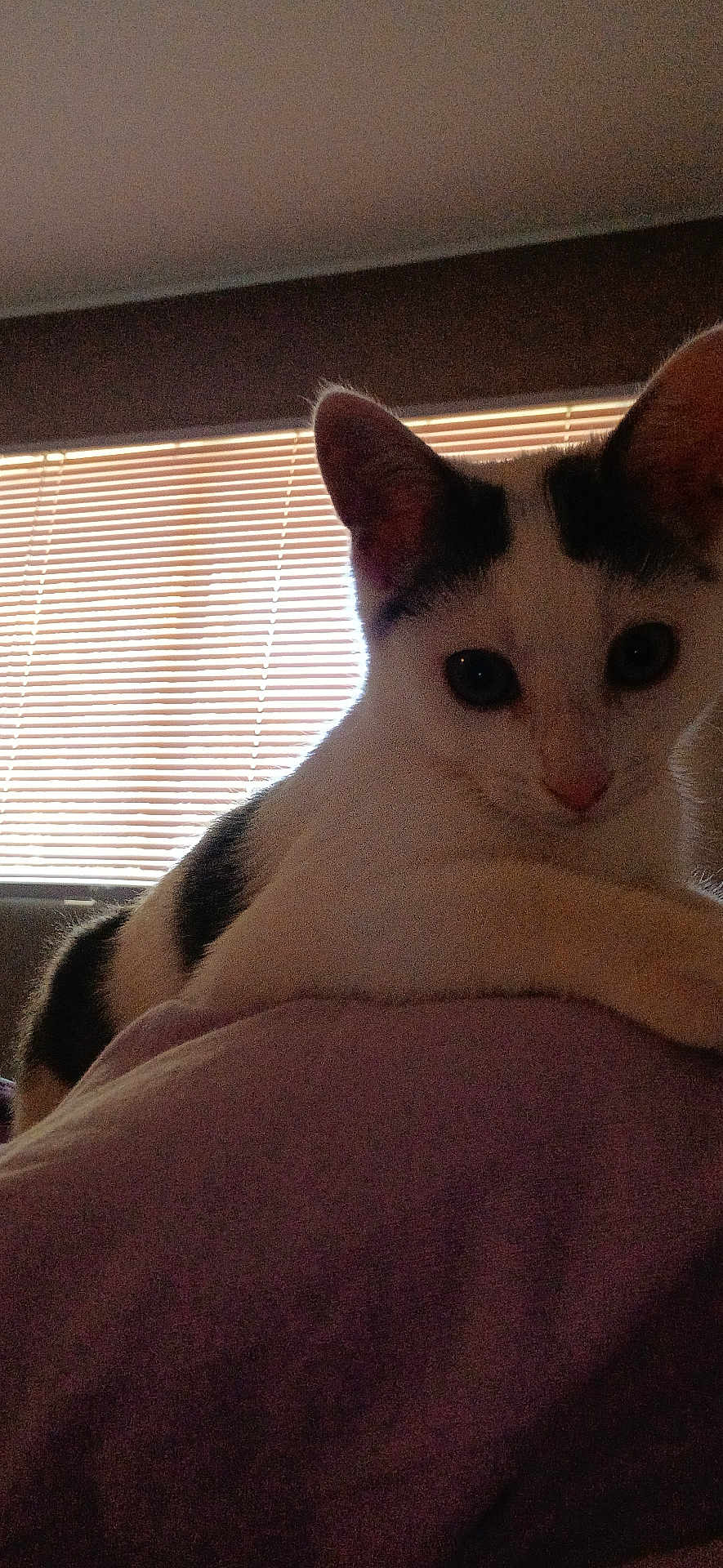 Holly