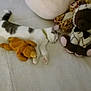 Holly joined the competition — help win amazing prizes! cat, sleeping, bed, plush_toy, stuffed_animal, giraffe, teddy_bear, pig_pillow, soft, cozy, indoor, feline, white_cat, striped_cat, collar, resting, cute, animal, toy, relaxation