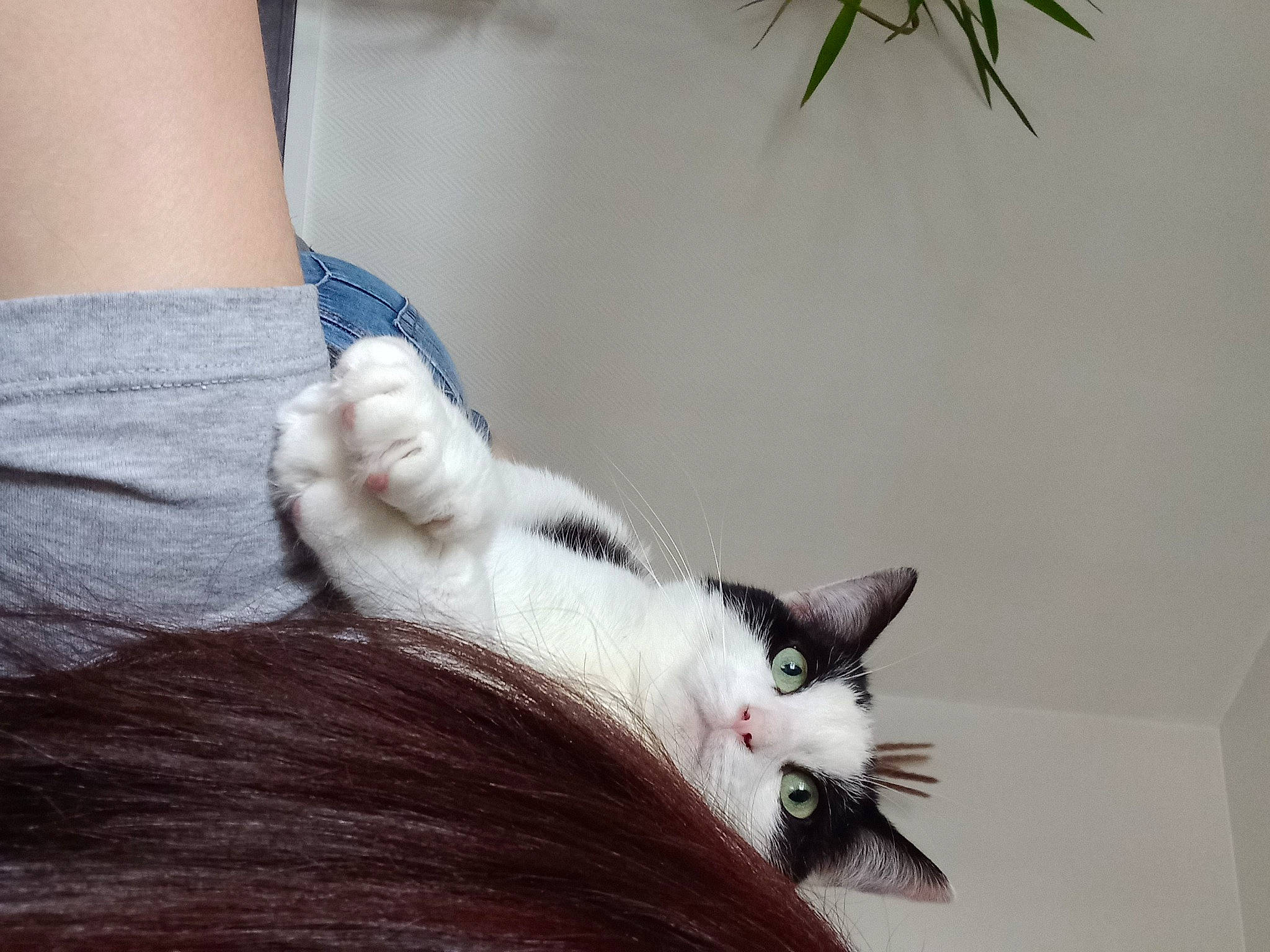 Acasia participe au concours pour gagner de l'argent avec cette photo : carnivore, cat, domestic_short_haired_cat, felidae, finger, foot, fur, gesture, human_body, human_leg, knee, lap, nail, paw, plant, small_to_medium_sized_cats, snout, tail, whiskers, wrist