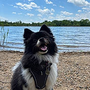 Finnegan is registered to the contest to win money with this photo: dog, black_and_white, fluffy, happy, outdoor, lake, water, pebbles, sky, clouds, harness, pet_tag, nature, summer, canine, smiling, tongue_out, sitting, grass, trees