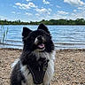 dog, black_and_white, fluffy, happy, outdoor, lake, water, pebbles, sky, clouds, harness, pet_tag, nature, summer, canine, smiling, tongue_out, sitting, grass, trees