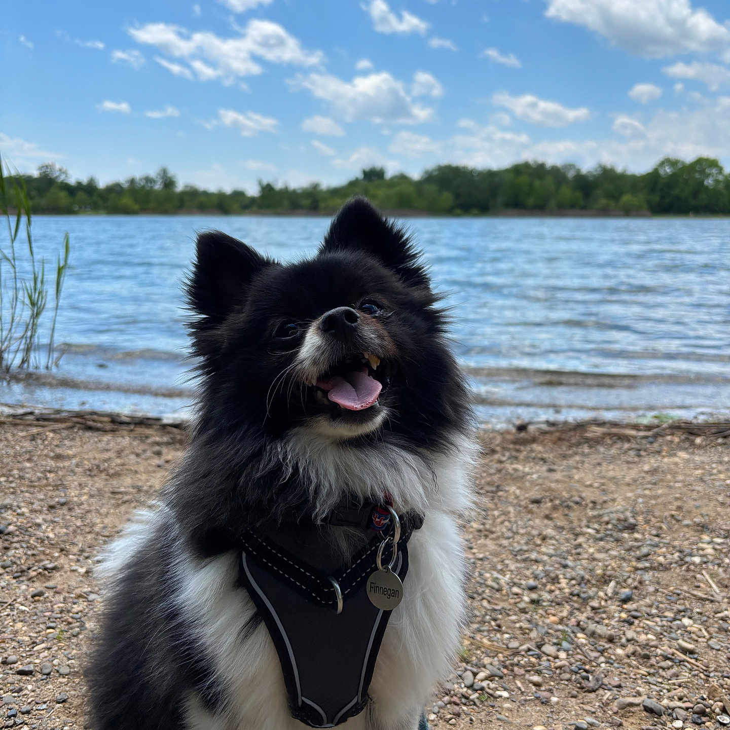 Finnegan