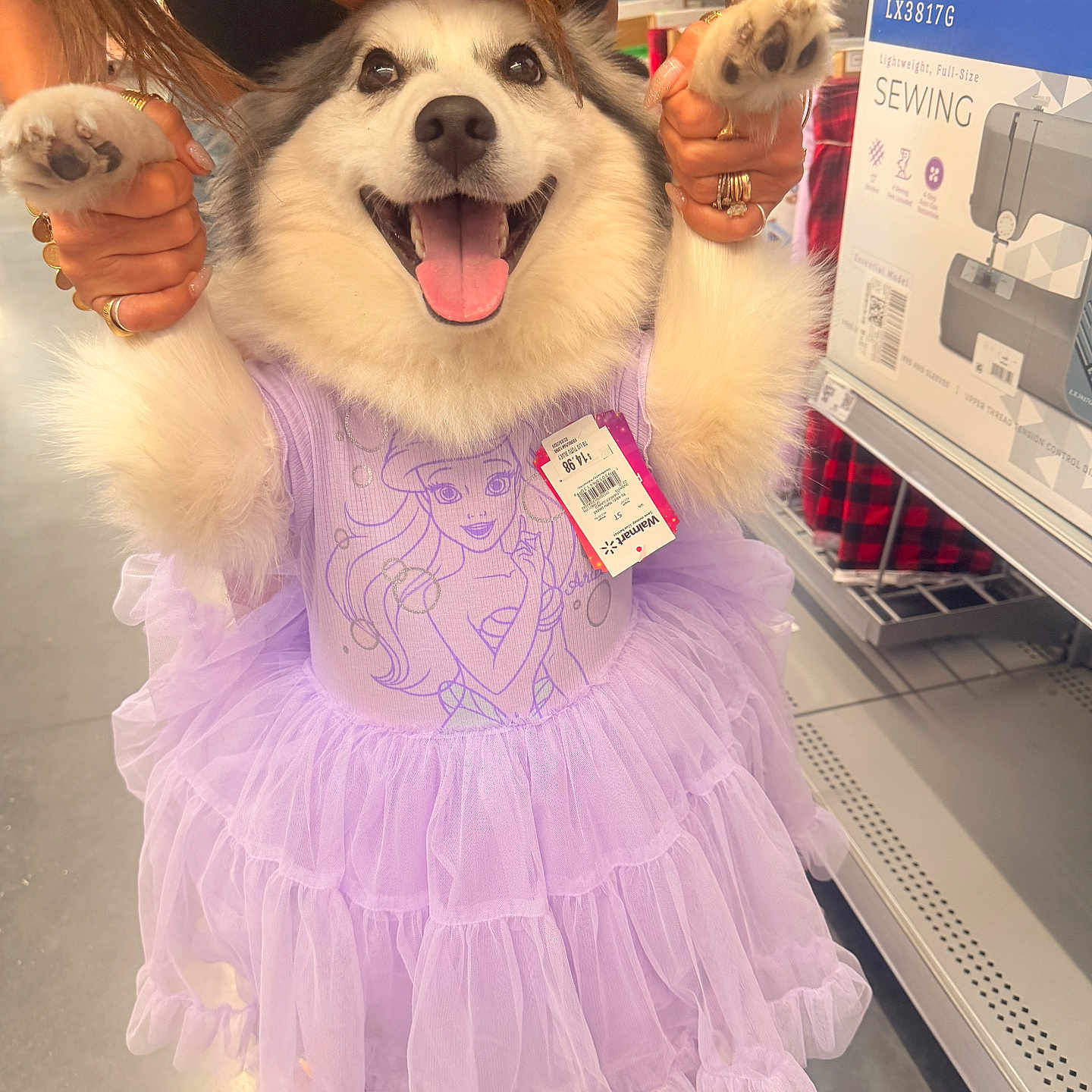 Tokyo joined the competition — help win amazing prizes! dog, dress, lavender, tutu, happy, smiling, pet, store, shopping, person, holding, fur, animal, clothing, costume, cute, indoor, aisle, fabric, sewing_machine