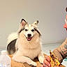 dog, table, food, person, tattoo, hand, smile, fur, happy, indoor, plate, bottle, wood, face, pet, animal, human, breakfast, meal, relaxed