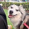 Tokyo joined the competition — help win amazing prizes! dog, happy, smiling, leash, outdoor, grass, pet, canine, fur, closeup, animal, playful, nature, friendly, tongue, muzzle, collar, daylight, cute, portrait