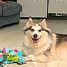 dog, smiling, fluffy, toy, plush, dragon, indoor, floor, wooden_floor, pet, happy, living_room, couch, furniture, animal, cute, domestic_animal, canine, resting, playful