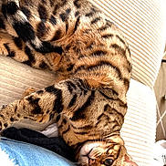 Anouck participe au concours pour gagner de l'argent avec cette photo : animal, bengal_cat, cat, closeup, comfort, couch, cozy, ears, feline, fur_pattern, home, indoor, looking_up, paw, pet, relaxing, resting, spotted_fur, striped_fur, whiskers