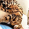 animal, bengal_cat, cat, closeup, comfort, couch, cozy, ears, feline, fur_pattern, home, indoor, looking_up, paw, pet, relaxing, resting, spotted_fur, striped_fur, whiskers