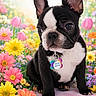 Lady joined the competition — help win amazing prizes! french_bulldog, puppy, dog, pet, flower_garden, colorful_flowers, pink_flowers, yellow_flowers, green_leaves, cute, animal, collar, tag, sitting, outdoor, nature, spring, small_dog, adorable, ears