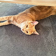 Nala a rejoint le concours — aidez-le/la à gagner de superbes lots ! cat, orange_cat, ginger_cat, pet, feline, animal, lying_down, upside_down, relaxed, carpet, floor, wooden_table, indoor, home, whiskers, ears, eyes, fur, cute, portrait