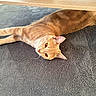 cat, orange_cat, ginger_cat, pet, feline, animal, lying_down, upside_down, relaxed, carpet, floor, wooden_table, indoor, home, whiskers, ears, eyes, fur, cute, portrait